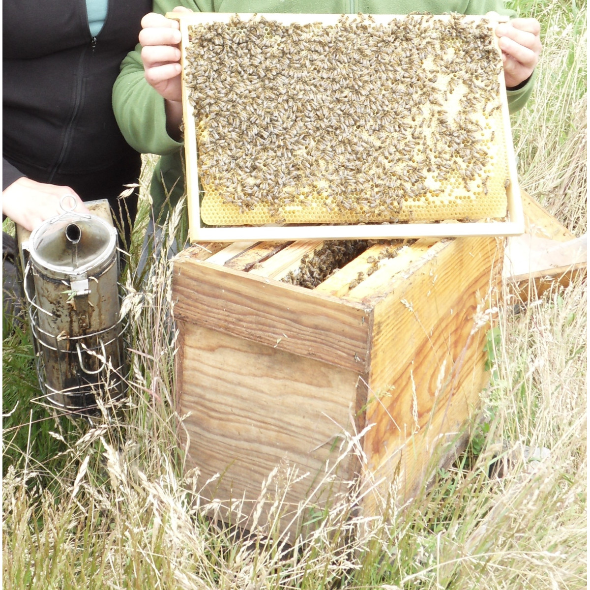 Colonies d'abeilles septembre