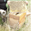 Colonies d'abeilles septembre