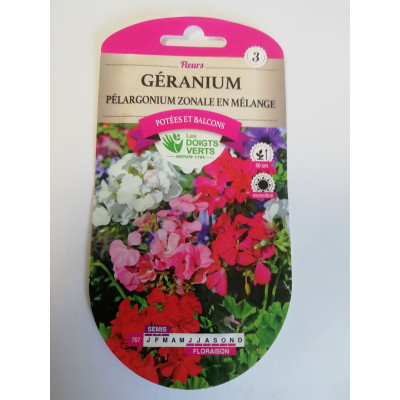 Géranium pelargonium zonale...