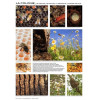 Poster Apiculture 60 x 84 cm