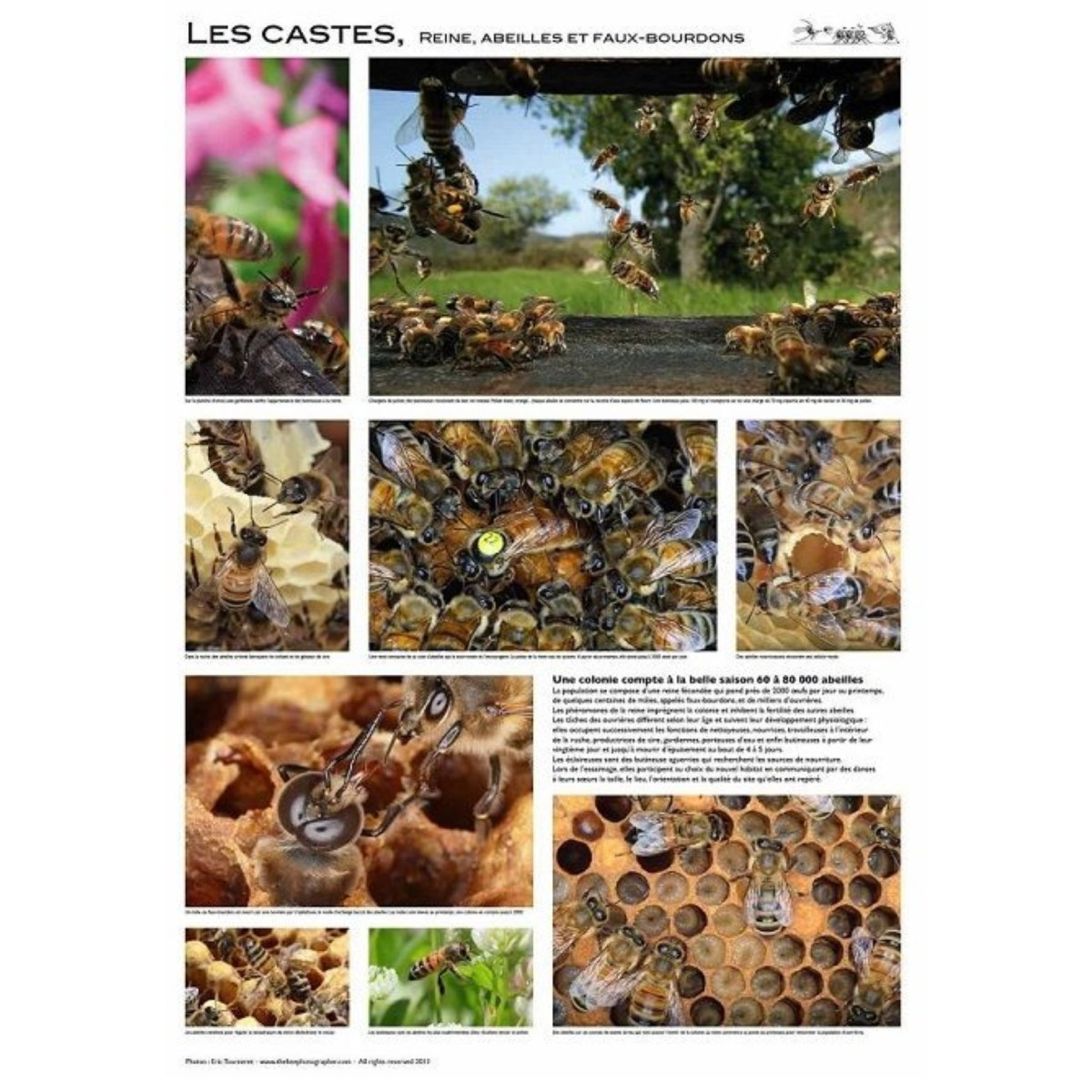 Poster Apiculture 60 x 84 cm