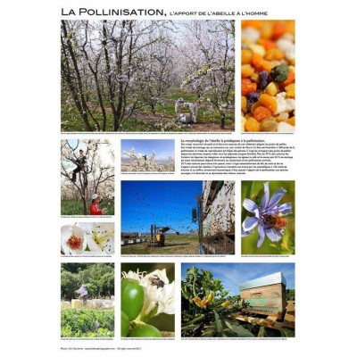 Poster Apiculture 60 x 84 cm