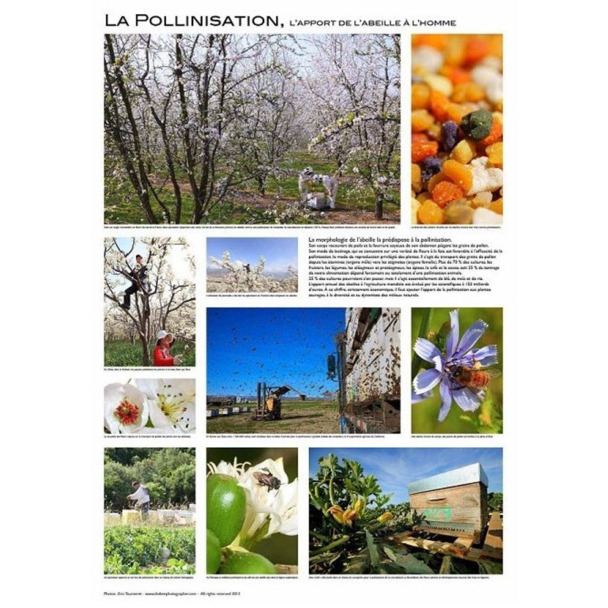 Poster Apiculture 60 x 84 cm