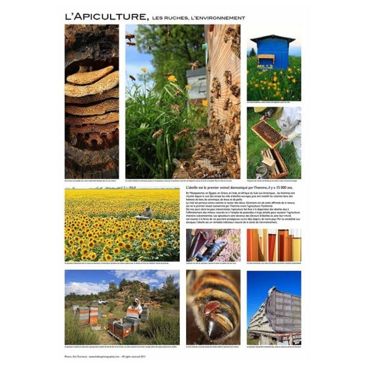 Poster Apiculture 60 x 84 cm