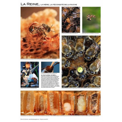 Poster Apiculture 60 x 84 cm