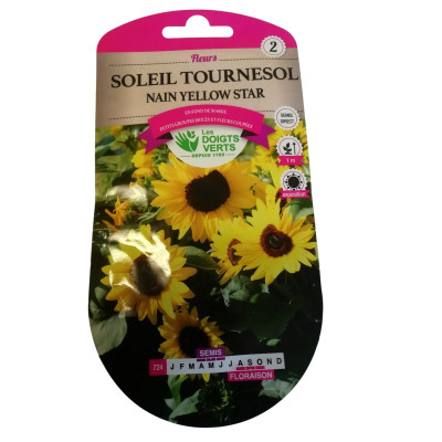 Soleil tournesol nain...
