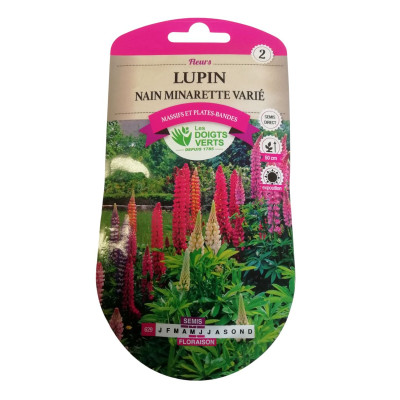 Lupin nain Minarette varié...