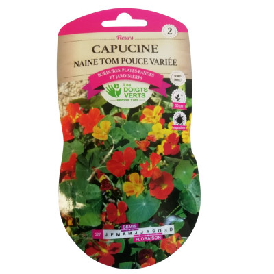 Capucine naine Tom Pouce...