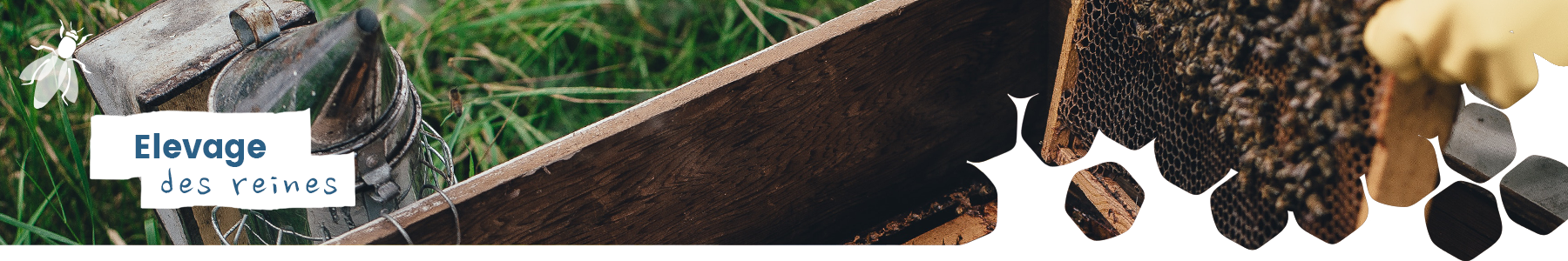 Élevage des reines d'abeilles et essaims